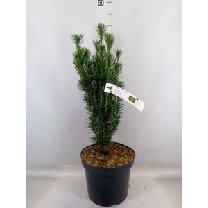 Cephalotaxus harring. 'Fastigia'