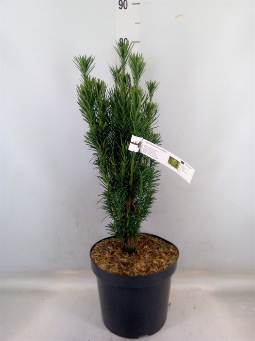 <h4>Cephalotaxus harring. 'Fastigia'</h4>