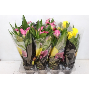 CALLA COLORIDA P14 PREMIUM