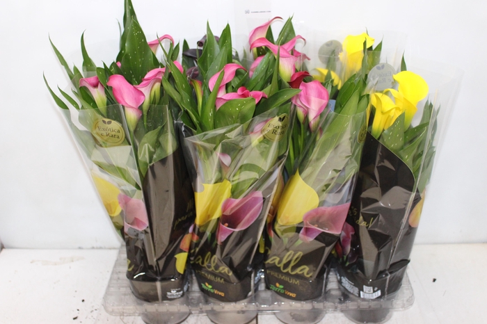 <h4>CALLA COLORIDA P14 PREMIUM</h4>