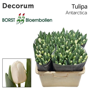 Tulipa si antarctica