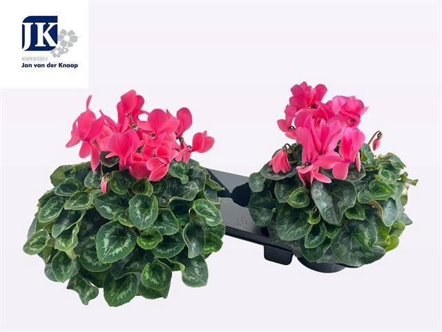 <h4>CYCL GR SUP MAMMOTH</h4>