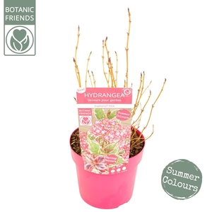 Hydrangea serrata Euphoria 'Pink'