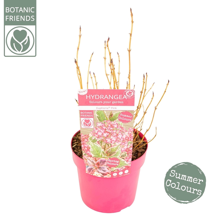 <h4>Hydrangea serrata Euphoria 'Pink'</h4>