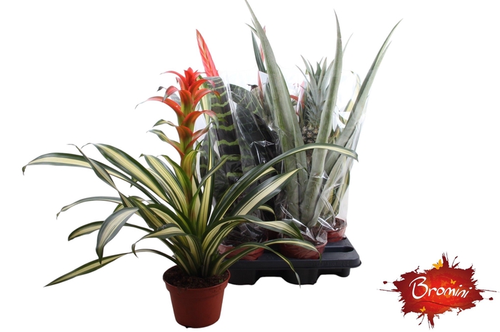<h4>BROMELIA GEM</h4>