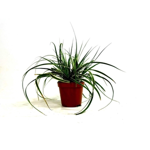 Carex 'Fisher's Form' p8