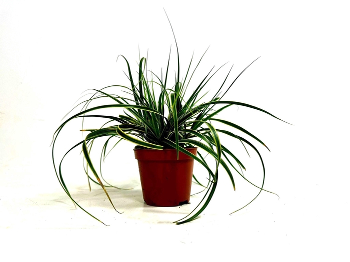 <h4>Carex 'Fisher's Form' p8</h4>