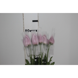 ANASTASIA ROSY 080 CM PINK