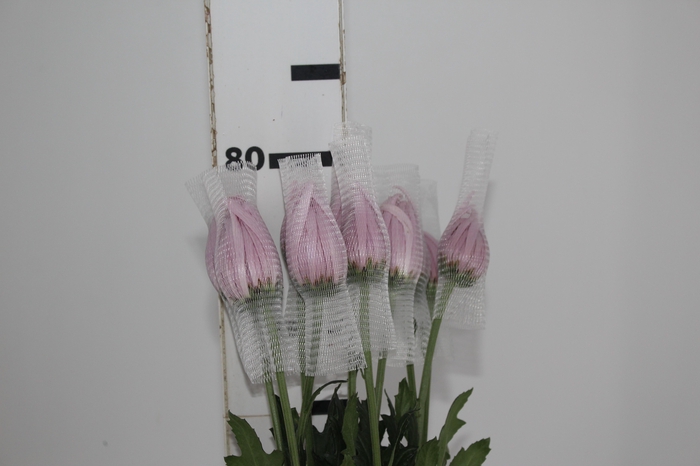 <h4>ANASTASIA ROSY 080 CM PINK</h4>