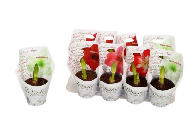 <h4>.Hippeastrum gemengd</h4>