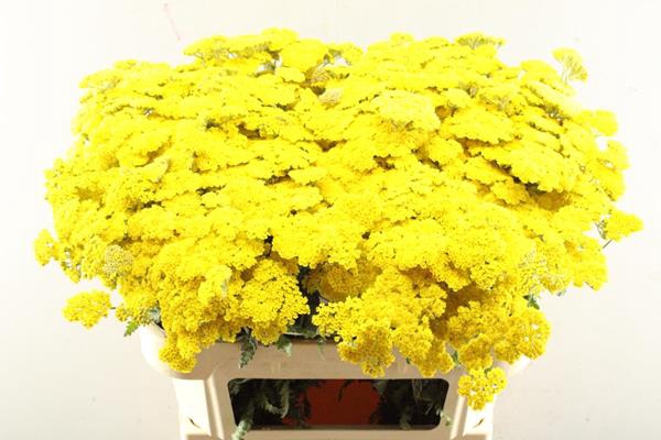 <h4>Achillea Moonshine (bart)</h4>