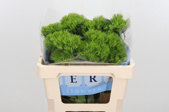 <h4>Di Barb Green Wicky</h4>