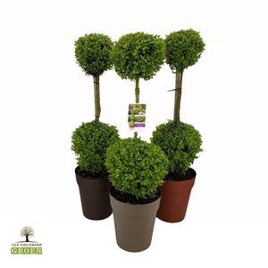 Buxus sempervirens Duobol M