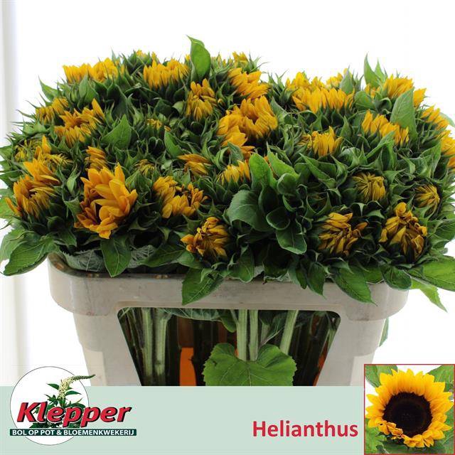 <h4>HELI SUNRICH ORANGE 70 Cm Klepper</h4>