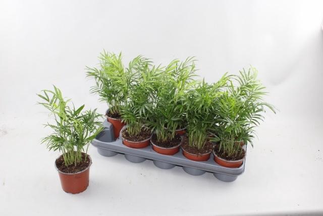 <h4>CHAMAED ELEGANS</h4>