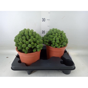 Euphorbia enopla