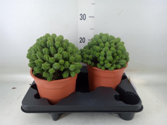 <h4>Euphorbia enopla</h4>
