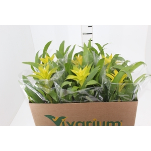 GUZMANIA AMARELA P14