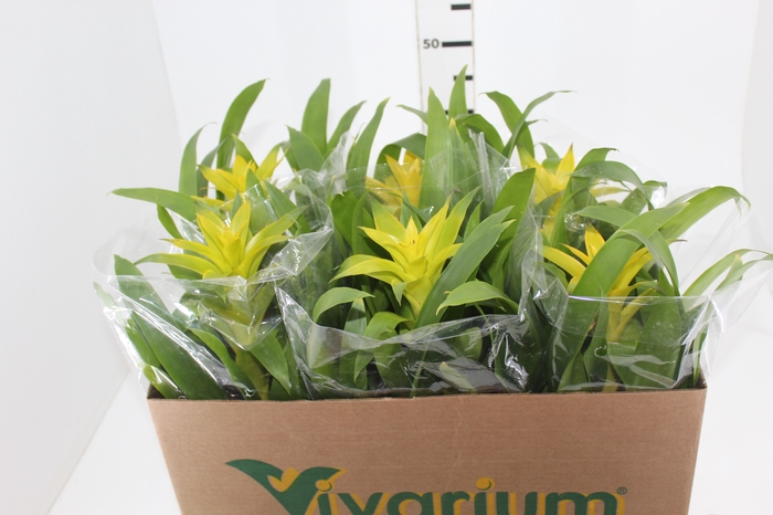 <h4>GUZMANIA AMARELA P14</h4>