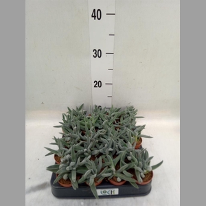 Crassula   ...