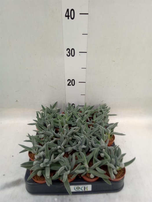 <h4>Crassula   ...</h4>