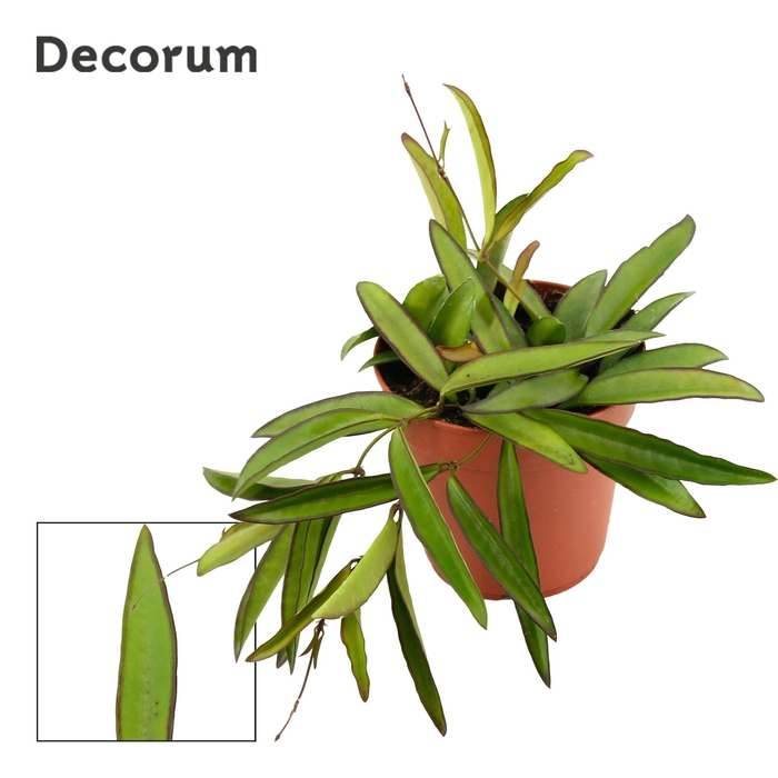 <h4>Hoya Wayetti 12 cm Green (Decorum)</h4>