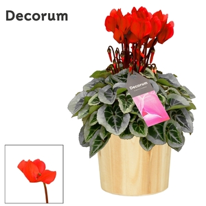 Cyclamen SS Picasso Rood Wood