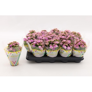 Kalanchoe Double Pink