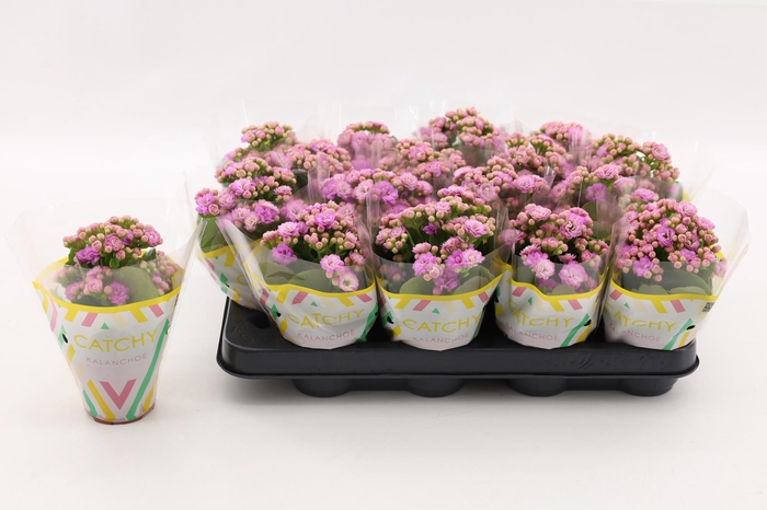 <h4>Kalanchoe Double Pink</h4>