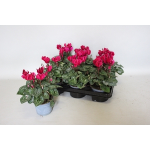 Cyclamen Super Serie Deep Dark Violet