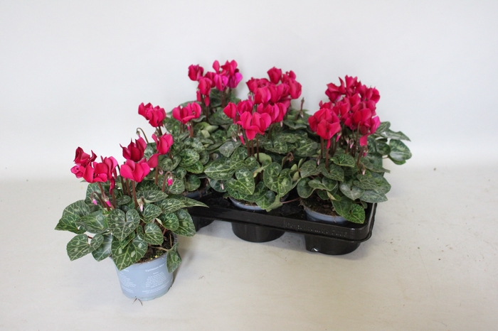 <h4>Cyclamen Super Serie Deep Dark Violet</h4>