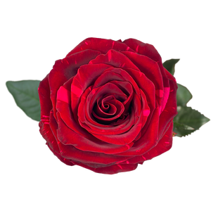 R GR RED PANTHER Naranjo