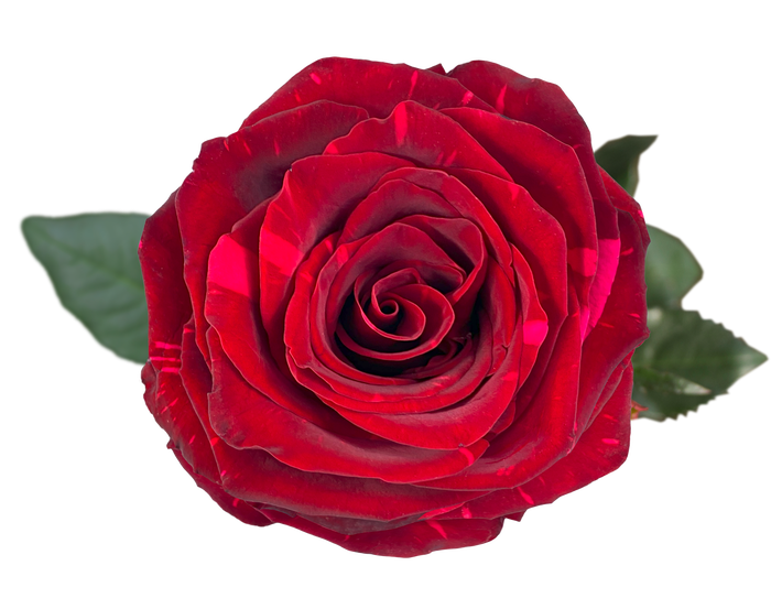 <h4>R GR RED PANTHER Naranjo</h4>