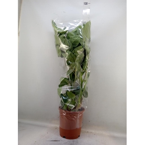 Schefflera actin. 'Amate'