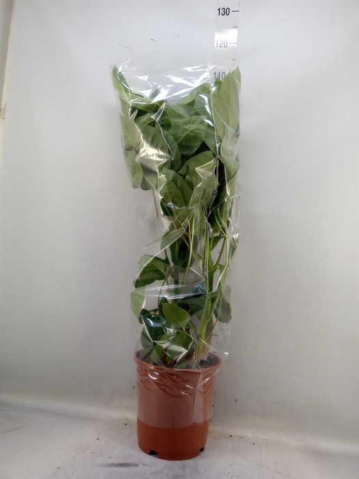 <h4>Schefflera actin. 'Amate'</h4>