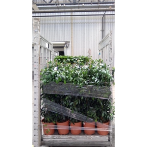 Ficus benja. 'Danielle'