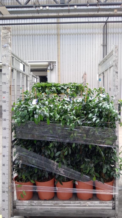<h4>Ficus benja. 'Danielle'</h4>