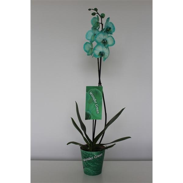 <h4>Wonder Green 1 tak</h4>