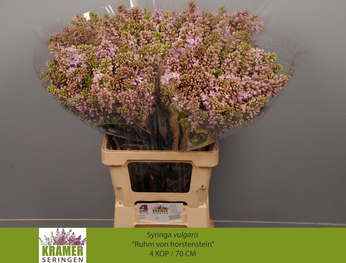 <h4>SYR V R V HORSTENST</h4>