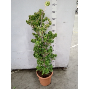 Crassula ovata