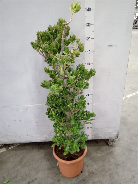 <h4>Crassula ovata</h4>