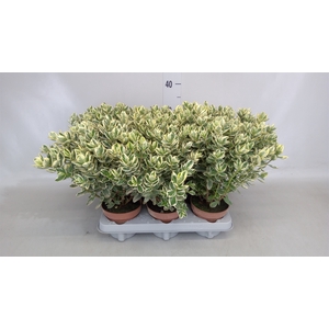 Hebe andersonii 'Variegata'