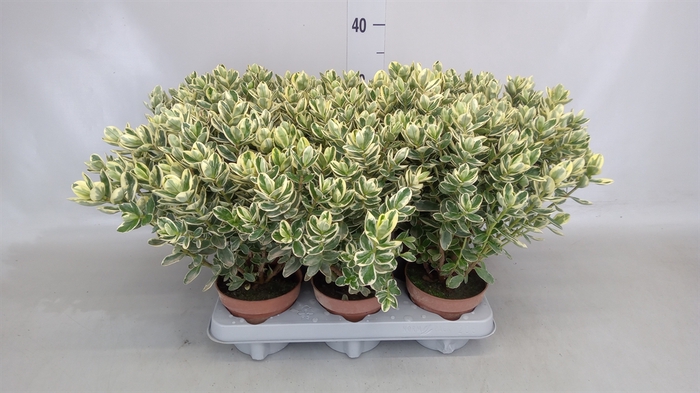 <h4>Hebe andersonii 'Variegata'</h4>