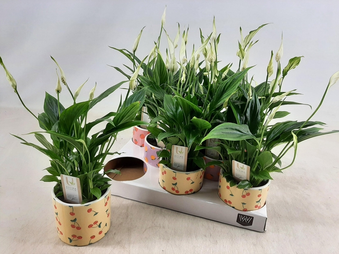 <h4>SPATH CHOPIN</h4>