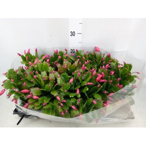 Schlumbergera   ...