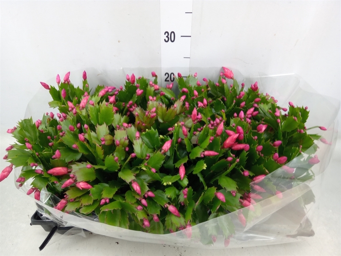 <h4>Schlumbergera   ...</h4>