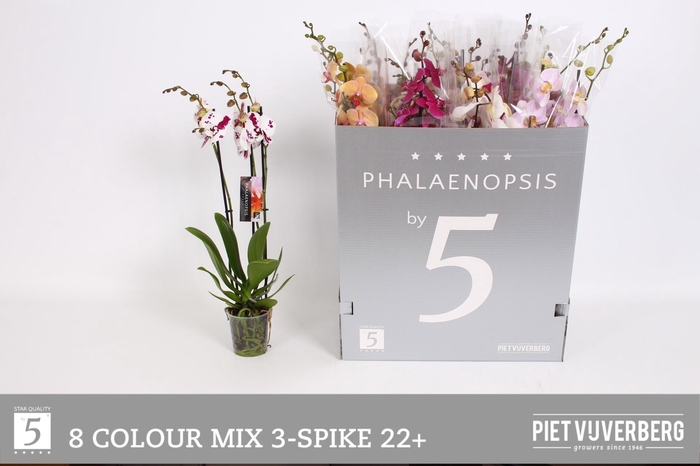 <h4>PHAL GEM 8 KL</h4>