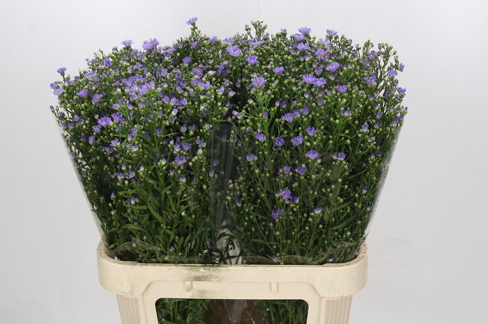 <h4>Aster Cassandra</h4>