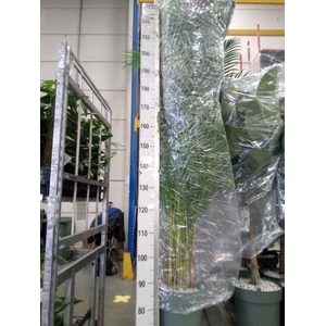 Dypsis lutescens   ...Chrysalidoca