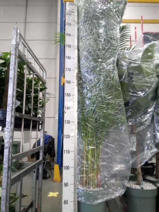 <h4>Dypsis lutescens   ...Chrysalidoca</h4>